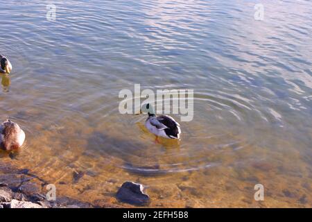 Duck swimming at water in winter with reflection on water and stones under water Stock Photo