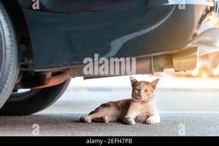 A street stray cat sit back to resting and looking something near exhaust pipe under a parked car in urban. Homeless animals concept. Dangerous for ca Stock Photo
