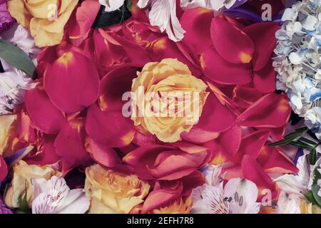 creative layout with flowers and petals of roses. spring concept Stock Photo