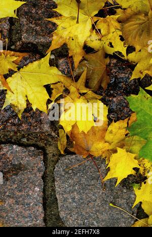 Close up of fallen maple leaves on cobblestones Stock Photo
