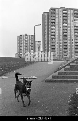 Tower Blocks, stray dog, Ballymun, April 1986, Dublin, Republic of Ireland Stock Photo