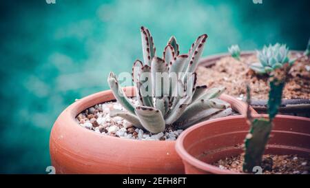 three clay and plastic pots together with various kind of cactus planted on them close up view against beautiful soft bokeh background, Stock Photo