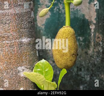 Isolated heavy Jackfruit hangs in the tree trunk, raw fruit grows to the ideal size to pick off from the stem. Stock Photo