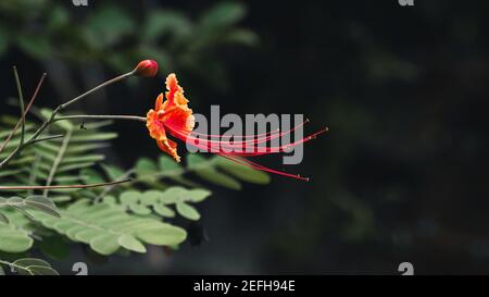 Dwarf Poinciana flower isolated against dark background side view. Stock Photo