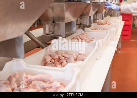 meat processing plant assembly line butcher cut cutting beef slice ...