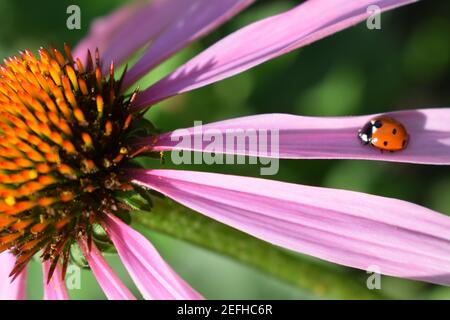 Red ladybug on Echinacea flower, ladybird creeps on stem of plant in spring in garden in summer. Pink Echinacea flower in the garden. Herbal plant. Ec Stock Photo