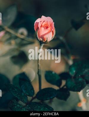 Pink rose flower and long stem with a branch close up photograph, morning sunlight hits the blooming flower bud, dew on the flower petals, the concept Stock Photo