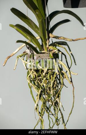 Long roots of the orchid plant grow through the spaces of the flower pot close-up photo. Orchid plants grow without soil and pot hangs in the air. Stock Photo