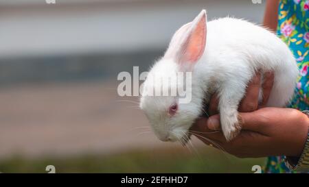 Red-eyed White Albino bunny rabbit baby holding in both hands close to the body of a girl close up image. pink veins pop in the long ears and head til Stock Photo