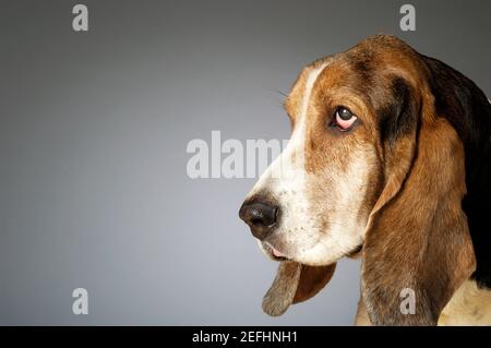 Side profile of a Basset Hound Stock Photo