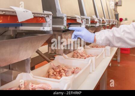 Automated production line in modern food factory. Ravioli production. People working.Production line in the food factory. - stock photo. Stock Photo