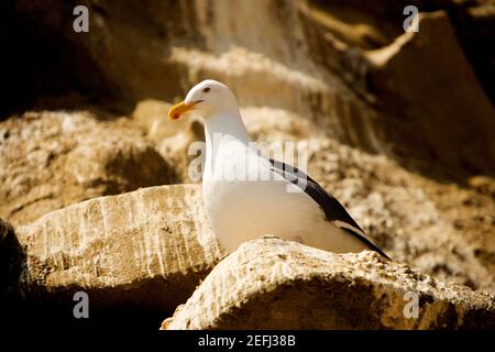 Low angle view of a seagull on a rock, La Jolla, San Diego, California, USA Stock Photo