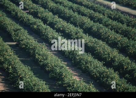 Aerial of orange groves, Florida Stock Photo