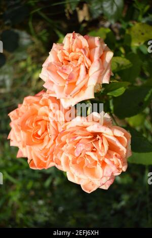 Beautiful rose and orange roses in garden. Blooming roses. Orange roses blooming on the tree in the flower garden, a symbol of love. Orange colored ro Stock Photo