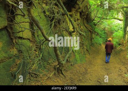 Man with hat walking by roots above ground  in ancient Hell Lane, Dorset Stock Photo