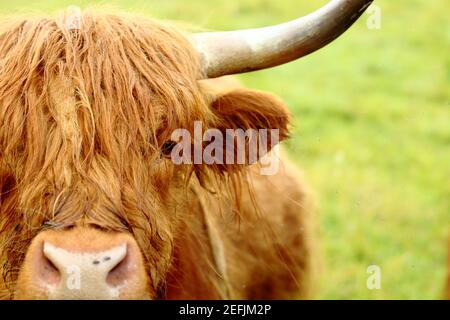 Hichland Cattle Portrait Stock Photo