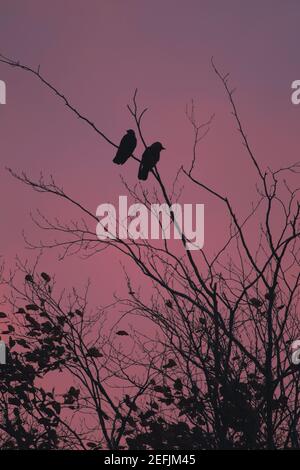 Silhouettes of two rooks perching on the tree at sunrise Stock Photo