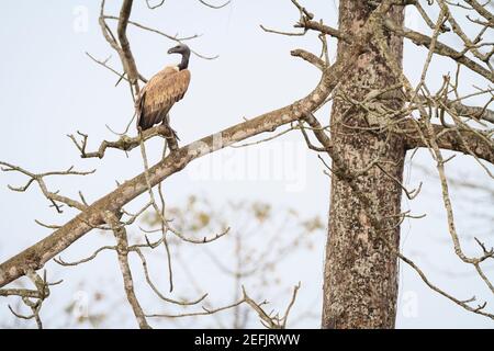 Slender-billed Vulture (Gyps tenuirostris) perched on branch. This species has been listed as Critically Endangered on the IUCN Red List. Nepal. Stock Photo