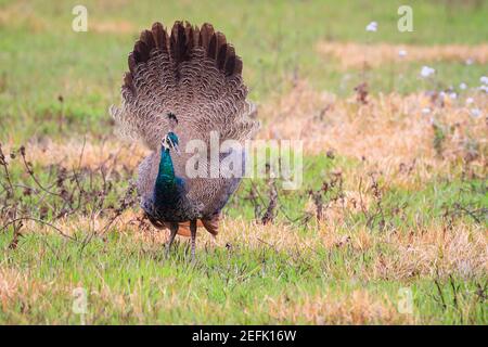 Young male Indian Peafowl (Pavo cristatus) walking on ground. Nepal. Stock Photo