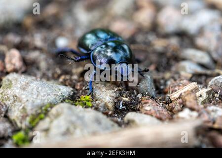 macro wood dung beetle anoplotrupes stercorosus on the ground, germany Stock Photo