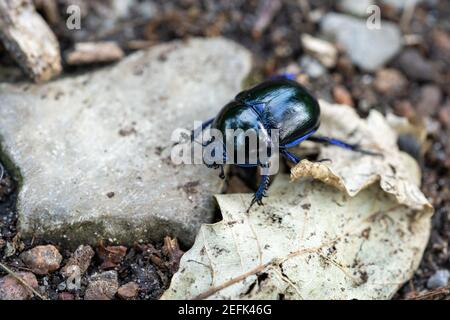 macro wood dung beetle anoplotrupes stercorosus on the ground, germany Stock Photo