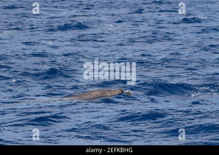 Blainville's Beaked Whale surfacing in the Azores Stock Photo