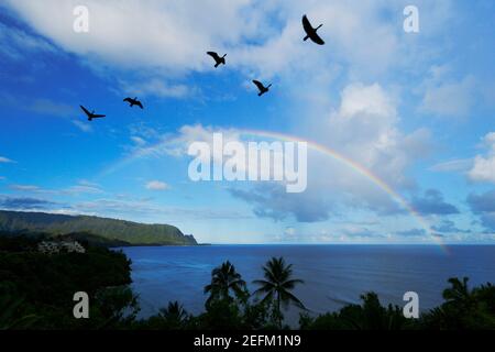 NENE flys over the rainbow at Napali Coast in the morning Hawaii USA. Stock Photo