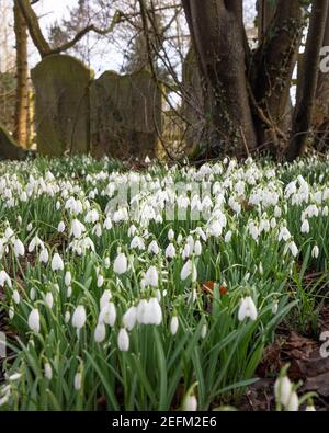 Hillmorton, Warwickshire, UK - 15th February 2021: A clump of snowdrops (Galanthus nivalis) grow beneath trees in an English church graveyard. Stock Photo