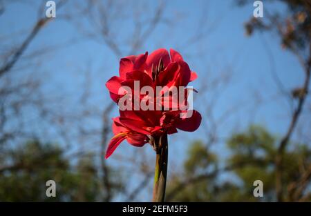 Bright light scarlet red purple canna lily with blurry nature tree, park bokeh abstract texture background. Center composition pattern. Stock Photo