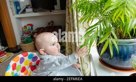 Baby boy playing and discovers the leaves of the decoration plant in the house in front of the window Stock Photo