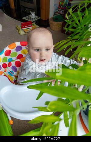 Baby boy playing and discovers the leaves of the decoration plant in the house. View through the nature Stock Photo