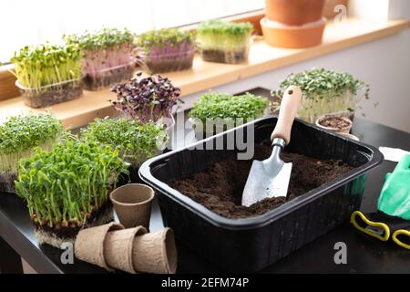 At home gardening concept ashowel seeds in soil on a table with different microgreens. Hobbies at home. Stock Photo