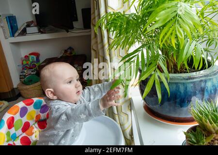 Baby boy playing and discovers the leaves of the decoration plant in the house in front of the window Stock Photo