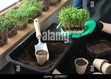 Woman holding microgreens with roots and soil in her hands near gardening tools and different sprouts. Gardening hobbies at home concept. Stock Photo