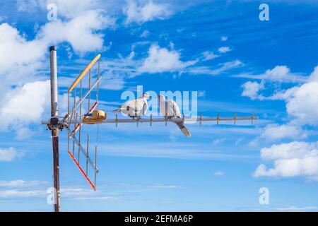 Eurasian Collared Doves (streptopelia decaoto) perched on TV aerial. Stock Photo