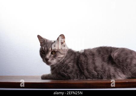 Grey striped shorthaired domestic cat laying on table indoors near white wall of a room Stock Photo