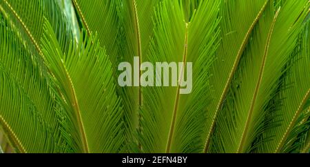 Various green tropical plants, palms in a botanical garden or arboretum. Palm leaf close up. Stock Photo