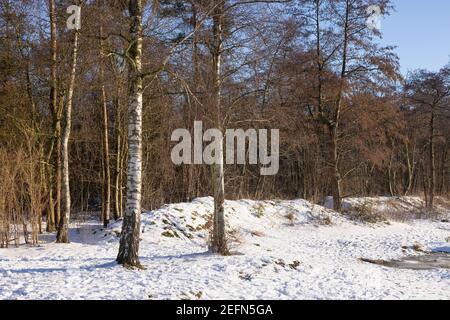 Woodland with birches in wintertime with snow and bright sunshine Stock Photo