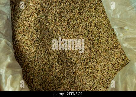 Cumin or Cuminum cyminum is a flowering plant in the family Apiaceae, Cumin is a spice made from the seeds of the Cuminum cyminum plant Stock Photo
