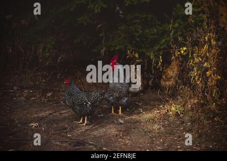 Rooster with his hens standing in trees Stock Photo