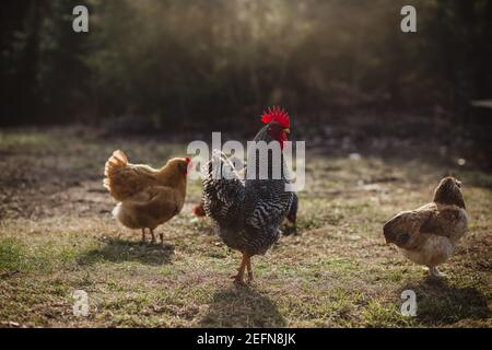 barred rock rooster in sunlight yard Stock Photo