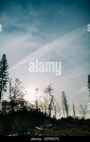 Fire Damaged Hillside Landscape from Wildland Fires Stock Photo