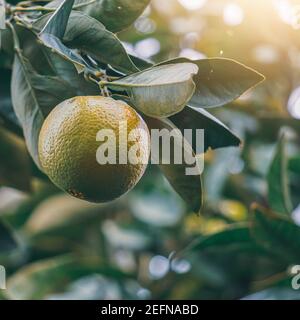 orange fruit , healthy food Stock Photo