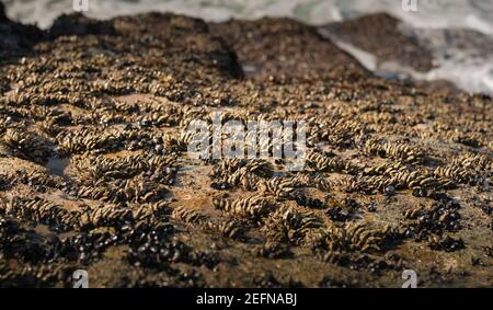 Goose barnacles also called stalked barnacles or gooseneck barnacles are hitting by the sea waves but they are able to resist and remain fixed to ston Stock Photo