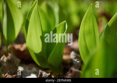 Wild ramps, also called ramson, wild leeks, or wild garlic,  in rural Pennsylvania, USA Stock Photo