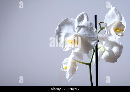 Close up of a tender exotic tropical white phalaenopsis orchid flower shot against light gray background. copy space on the left available for printed Stock Photo