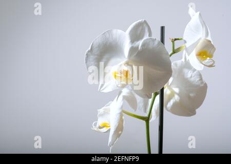 Close up of a tender exotic tropical white phalaenopsis orchid flower shot against white background with copy space on the left Stock Photo