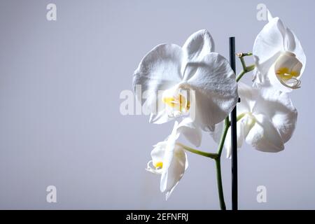 Close up of a tender exotic tropical white phalaenopsis orchid flower shot against light gray background. copy space on the left available for printed Stock Photo