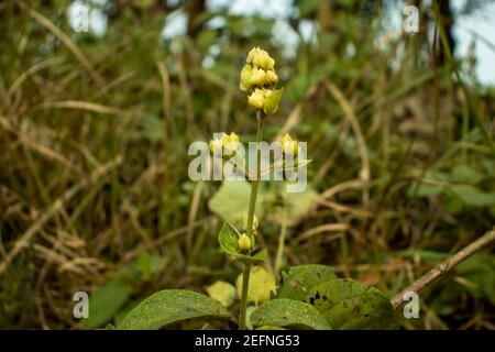 Sandwort, thyme-leaf sandwort or Arenaria serpyllifolia, blooming flower wild plant Stock Photo