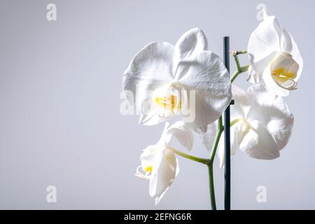 Close up of a tender exotic tropical white phalaenopsis orchid flower shot against light gray background with copy space on the left Stock Photo